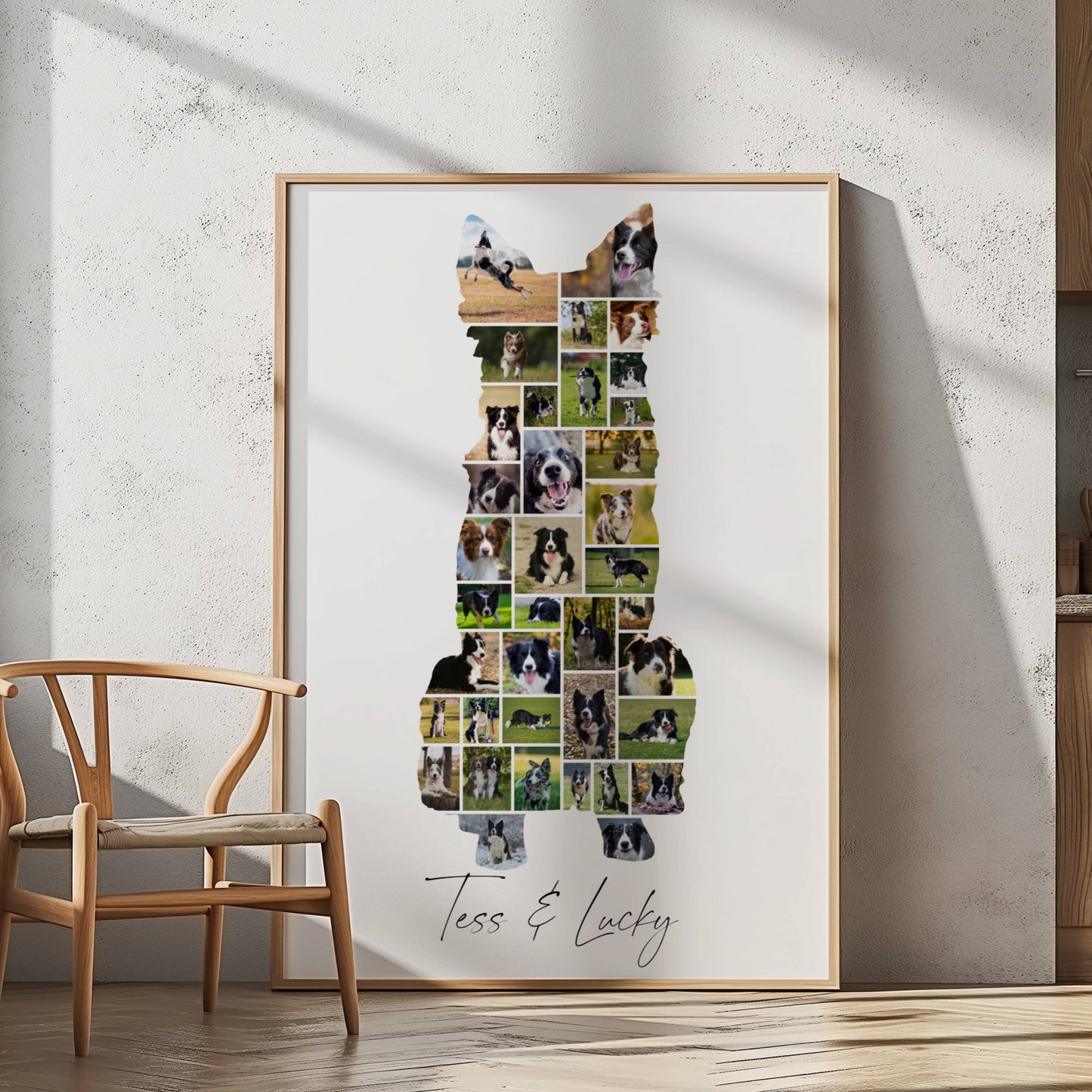 Border Collie zittend