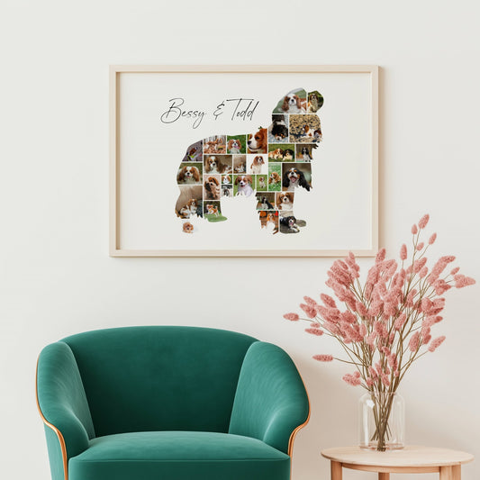 Cavalier King Charles Spaniel